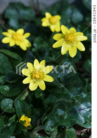 姫立金花　リュウキンカと申します。 18641943