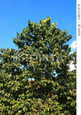 カンレンボク 18641976