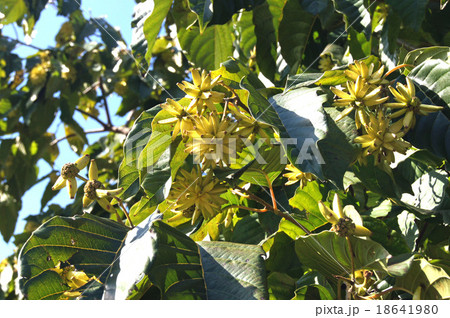 カンレンボク カンレンボク 18641980