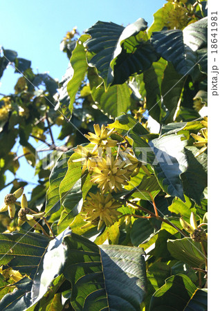 カンレンボク カンレンボク 18641981