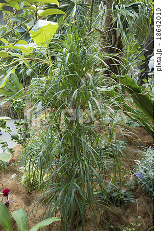 アダン アダン 18642019