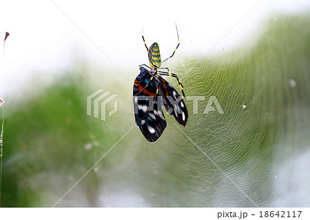 クモ クモ 18642117
