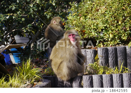 宇奈月温泉街の猿達 18642595