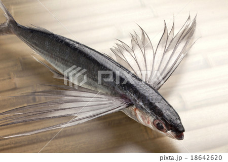 トビウオ トビウオ 18642620