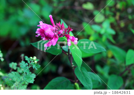 サルビア・インボルクラータ 18642631