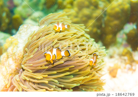 Clownfish in a colorful purple host anemone Clownfish in a colorful purple host anemone 18642769