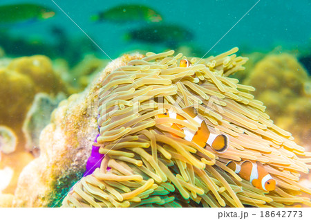 Clownfish in a colorful purple host anemone Clownfish in a colorful purple host anemone 18642773