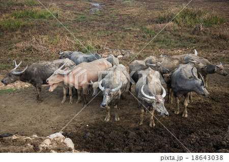 herd of buffalo in a muddy field herd of buffalo in a muddy field 18643038