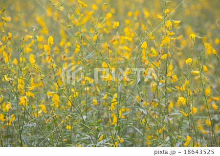 yellow flower 18643525