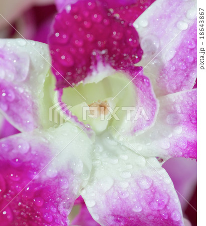 Violet orchid with drops of water 18643867