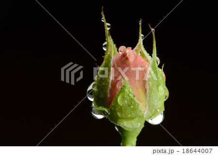 薔薇の蕾 薔薇の蕾 18644007
