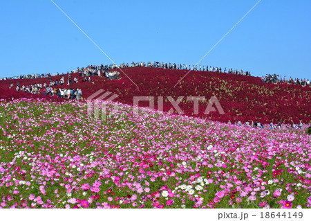 海浜公園へ行きました② 18644149