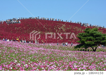 海浜公園へ行きました③ 18644150