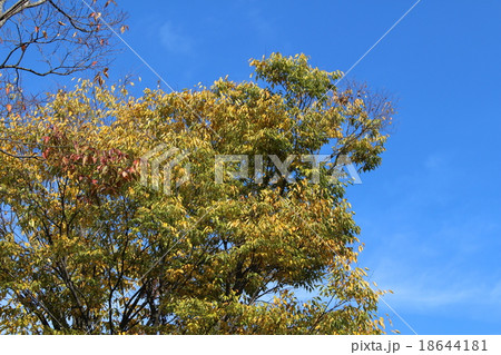 青空と紅葉 18644181