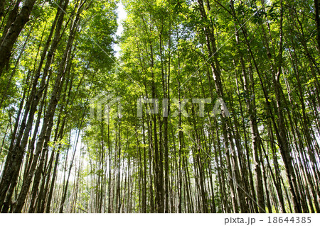 Mangrove trees in Nature Park 18644385