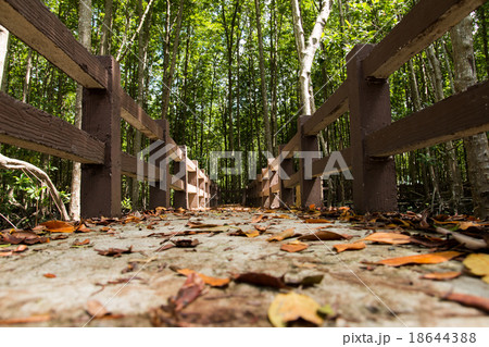 Mangrove trees in Nature Park Mangrove trees in Nature Park 18644388