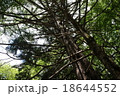 森林 18644552