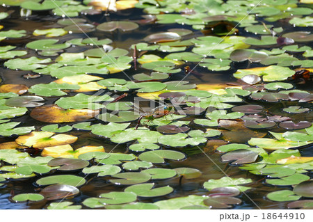トンボ ギンヤンマ トンボ ギンヤンマ 18644910