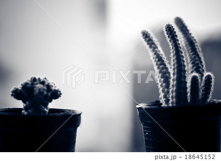 Cactus on the terrace with blur rainy day Cactus on the terrace with blur rainy day 18645152