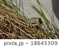 秋のカエル 18645309