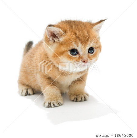 Little kitten 18645600