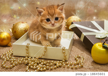 Small orange kitten with Christmas decoration Small orange kitten with Christmas decoration 18645601