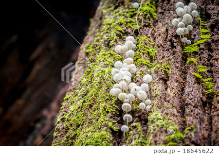 A group of poisonous fungi on bark tree 18645622