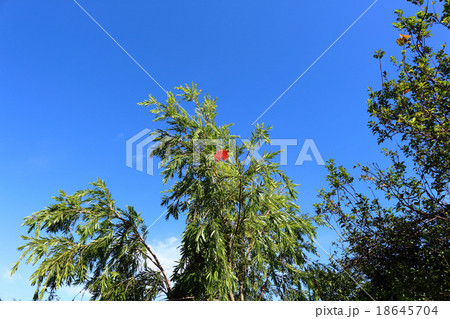 ブラシの木 18645704