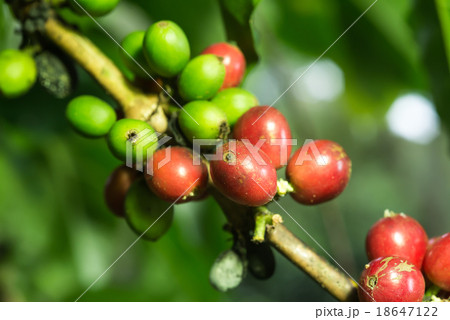 Kopi luwak coffee series : Coffee berries Kopi luwak coffee series : Coffee berries 18647122