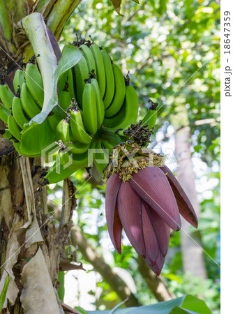 Banana blossom 18647359