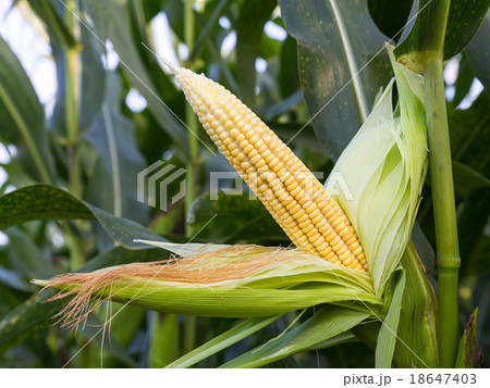 Close up corn on the stalk 18647403