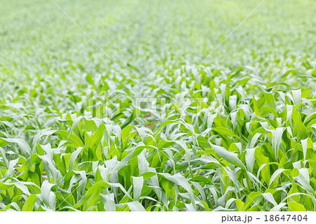 Close up Green grass field Close up Green grass field 18647404