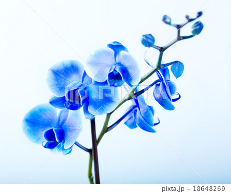 blue orchid blue orchid 18648269