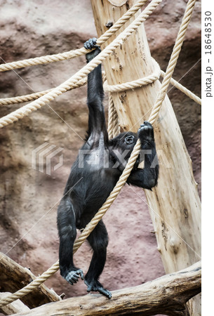 Young Western lowland gorilla, animal scene 18648530