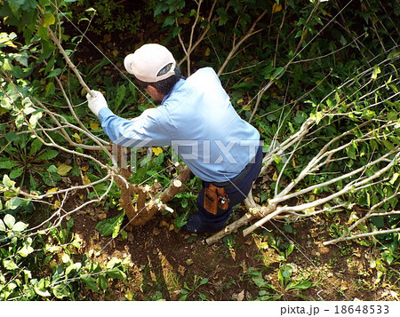 高齢者は庭木の手入れを趣味として 18648533