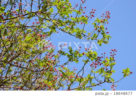 青空とノイバラの実 18648677