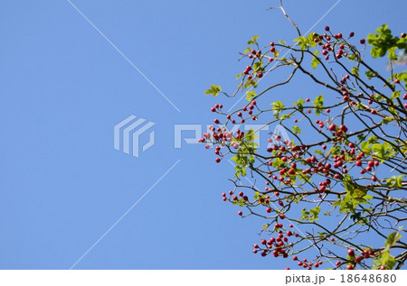 青空とノイバラの実 18648680