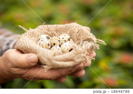 Look at this beautiful gift from the nature Look at this beautiful gift from the nature 18648786