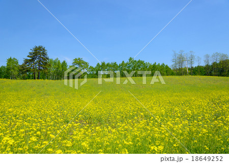 長野　大町　中山高原の菜の花 18649252