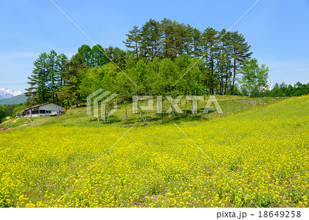 長野　大町　中山高原の菜の花 18649258