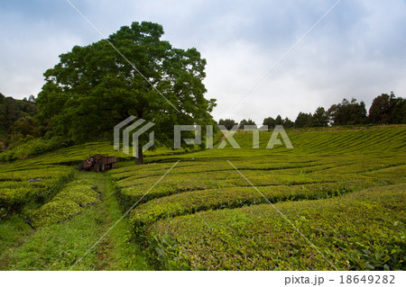 Porto Formoso tea plantation, Sao Migue, Azores. 18649282