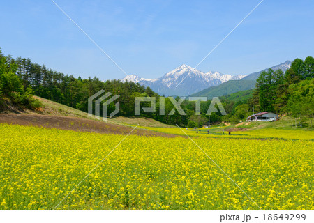 長野　大町　中山高原の菜の花と残雪の北アルプス後立山連峰 18649299