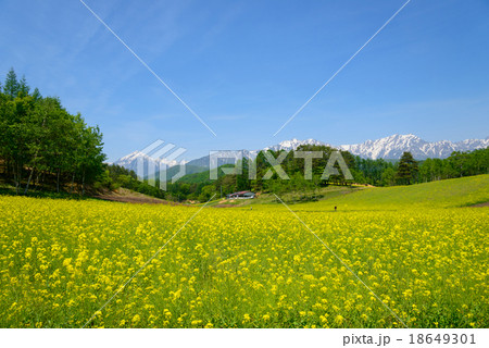 長野　大町　中山高原の菜の花と残雪の北アルプス後立山連峰 18649301