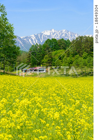 長野　大町　中山高原の菜の花と残雪の北アルプス後立山連峰 18649304