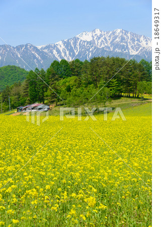 長野 大町 中山高原の菜の花と残雪の北アルプス後立山連峰 長野 大町 中山高原の菜の花と残雪の北アルプス後立山連峰 18649317