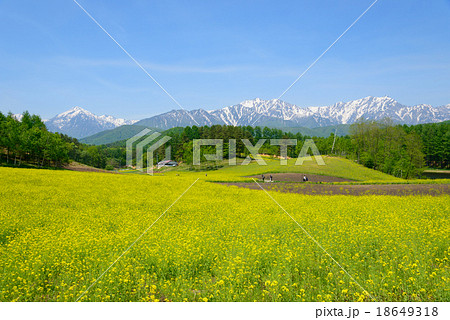 長野 大町 中山高原の菜の花と残雪の北アルプス後立山連峰 長野 大町 中山高原の菜の花と残雪の北アルプス後立山連峰 18649318
