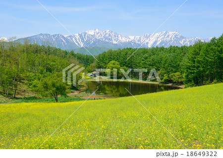 長野　大町　中山高原の菜の花と残雪の北アルプス後立山連峰 18649322