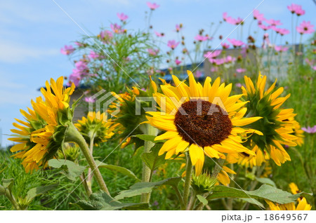 ヒマワリの花 ピンク色のコスモス 種差海岸 青森県八戸市 の写真素材
