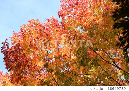 紅葉　（楷樹） 18649789