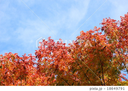 紅葉 (楷樹) 紅葉 (楷樹) 18649791